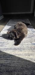 Reunited Female Cat last seen Del Webb, Wilmington, NC 28412