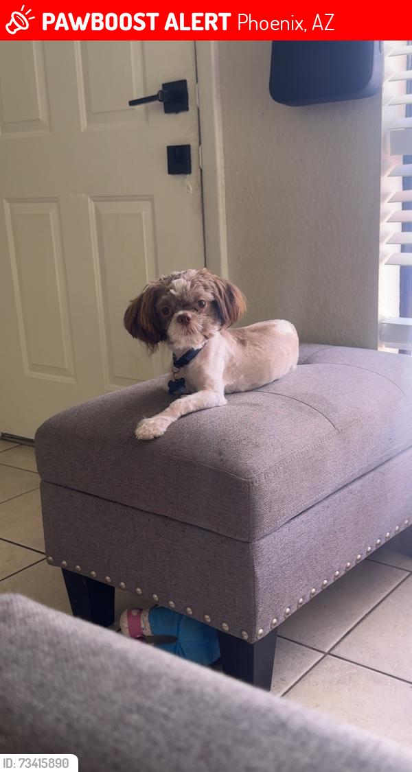 Lost Male Dog last seen 61st Ave. and McKinley, Phoenix, AZ 85043