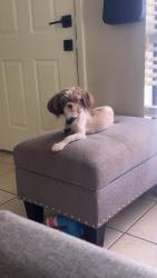 Lost Male Dog last seen 61st Ave. and McKinley, Phoenix, AZ 85043