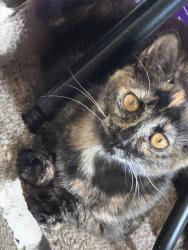 Reunited Female Cat last seen Near E Commonwealth Ave, Fullerton, CA 92831, USA, Fullerton, CA 92831