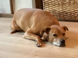 Lost Male Dog last seen Near and pettibone road, Chagrin Falls, OH 44023