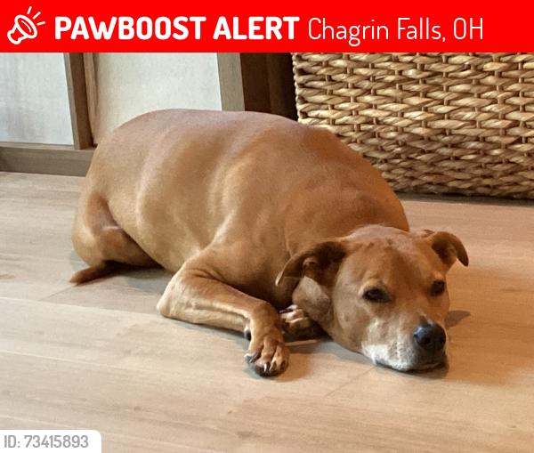 Lost Male Dog last seen Near and pettibone road, Chagrin Falls, OH 44023