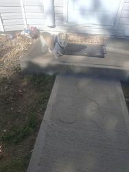 Lost Male Dog last seen Colfax and larado, Aurora, CO 80011