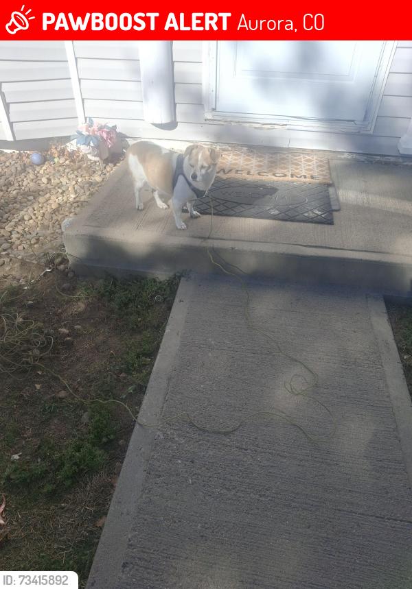 Lost Male Dog last seen Colfax and larado, Aurora, CO 80011
