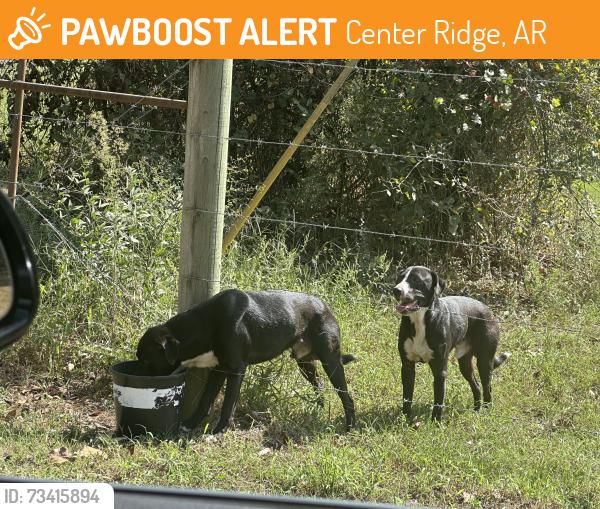Found/Stray Male Dog last seen Sunnyside road, Center Ridge, AR 72027