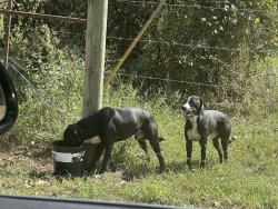 Found/Stray Male Dog last seen Sunnyside road, Center Ridge, AR 72027