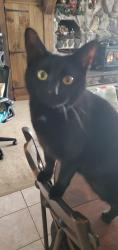 Reunited Female Cat last seen Jefferson, Londonderry, NH 03053