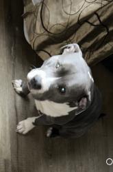 Reunited Female Dog last seen N Detroit, Portland, OR 97217
