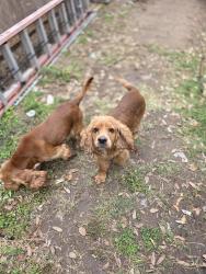 Lost Male Dog last seen Weslaco tx, Weslaco, TX 78599