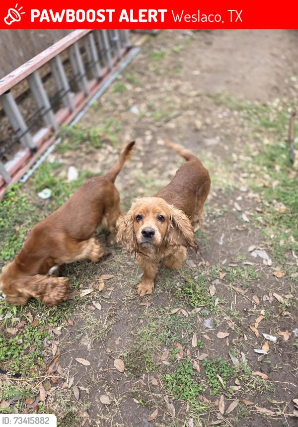 Lost Male Dog last seen Weslaco tx, Weslaco, TX 78599
