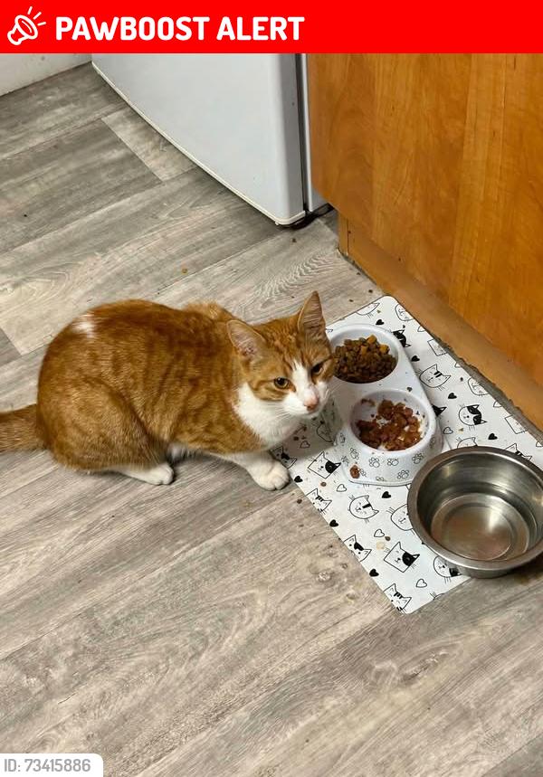 Lost Male Cat last seen St.Vincents is nearest street, Staffordshire, England ST5 6EA