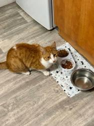 Lost Male Cat last seen St.Vincents is nearest street, Staffordshire, England ST5 6EA