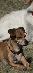 Reunited Male Dog last seen 12th Street and Union Hills, Phoenix, AZ 85024