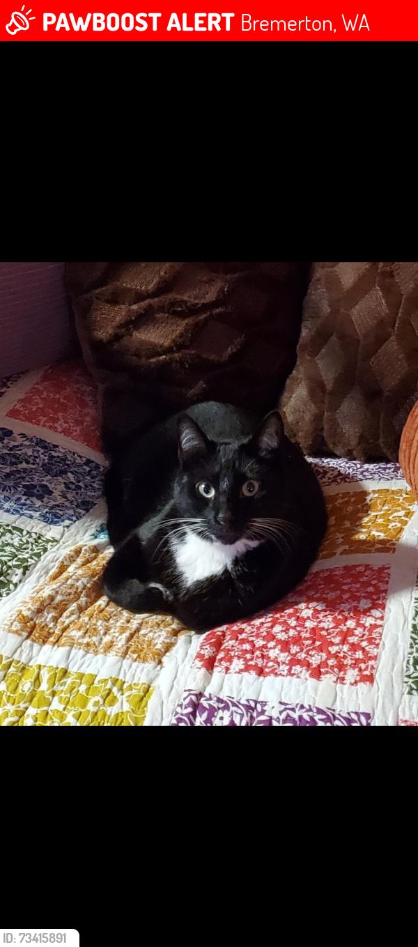 Lost Male Cat last seen Illahee rd ne, Bremerton, WA 98311