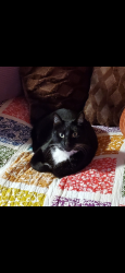 Lost Male Cat last seen Illahee rd ne, Bremerton, WA 98311