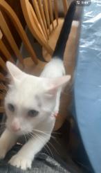 Lost Male Cat last seen Glenwey and western hill, Cincinnati, OH 45211
