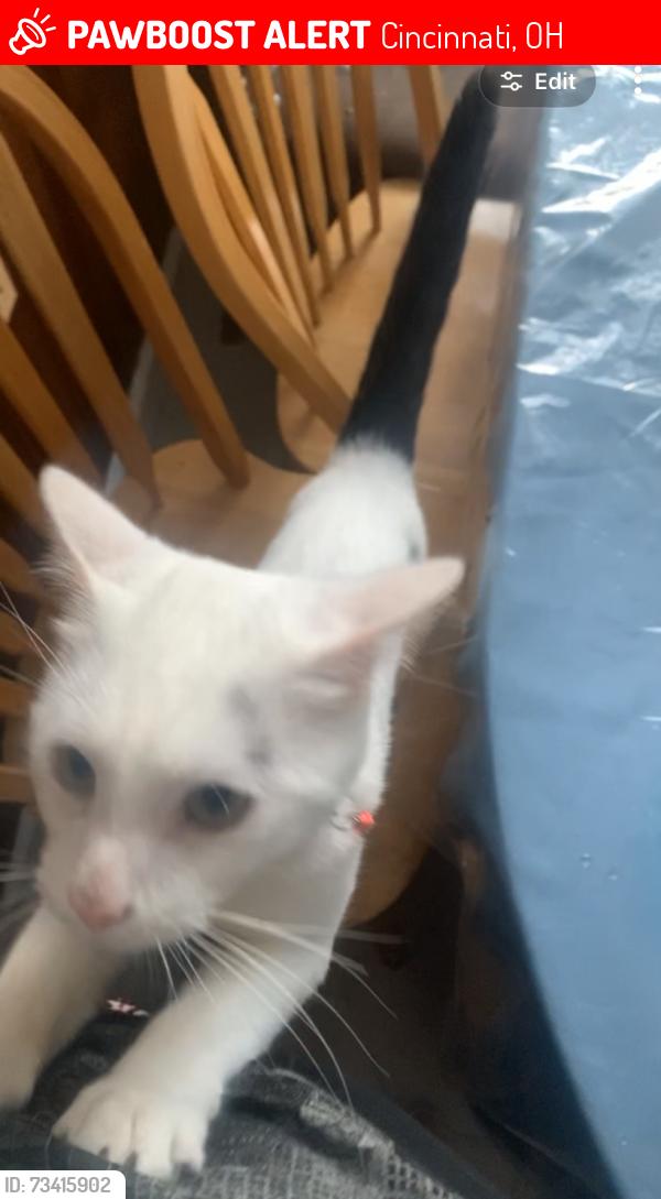 Lost Male Cat last seen Glenwey and western hill, Cincinnati, OH 45211