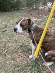 Found/Stray Male Dog last seen Barbs hideaway, Hopkins, SC 29061