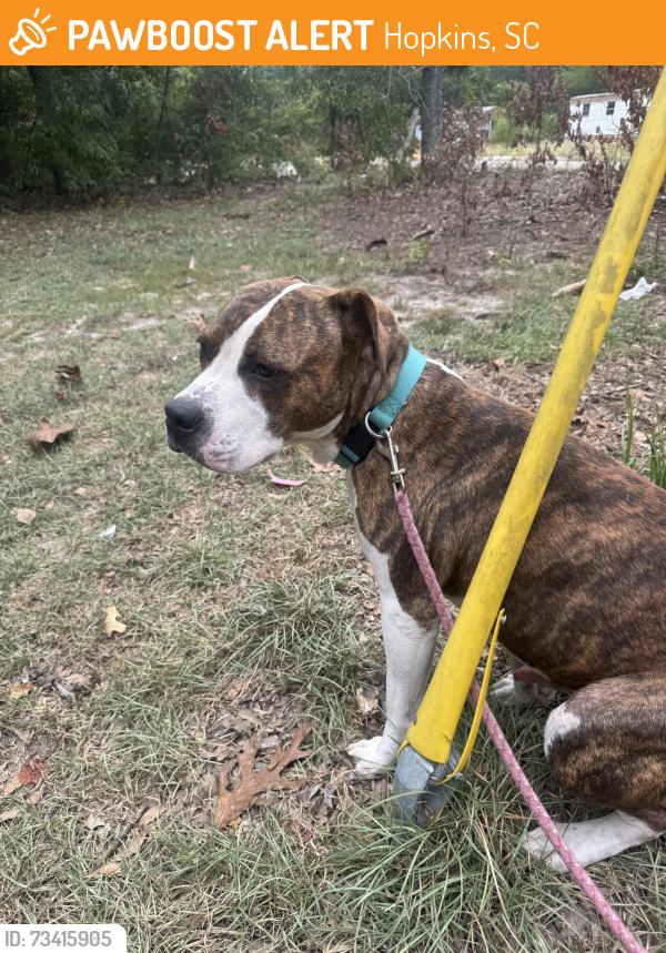 Found/Stray Male Dog last seen Barbs hideaway, Hopkins, SC 29061