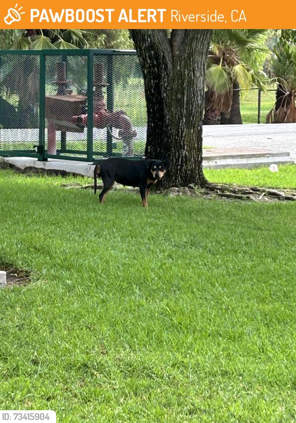 Found/Stray Female Dog last seen Jurupa Ave and Doolittle Ave, Riverside, CA 92503