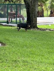 Found/Stray Female Dog last seen Jurupa Ave and Doolittle Ave, Riverside, CA 92503