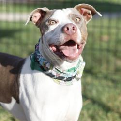 Shelter Stray Male Dog last seen , 4710 TX-151, San Antonio, TX 78227, USA