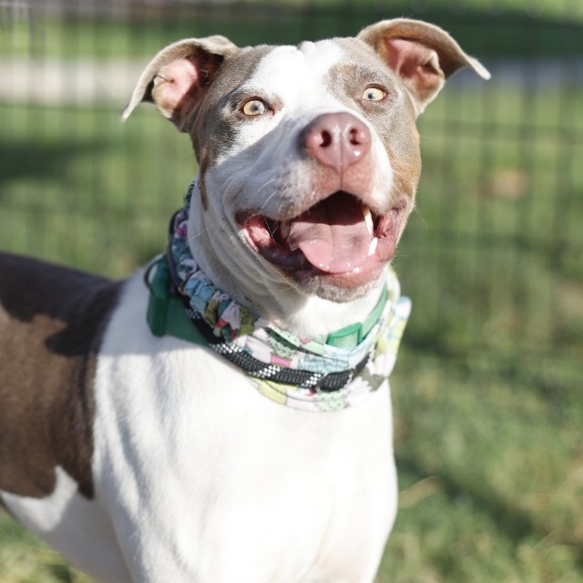 Shelter Stray Male Dog last seen , 4710 TX-151, San Antonio, TX 78227, USA
