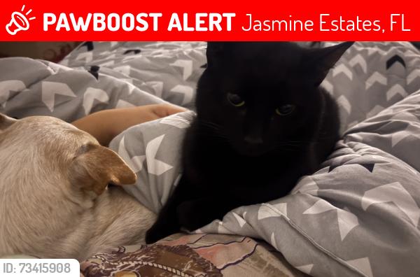 Lost Male Cat last seen regency park area, Jasmine Estates, FL 34668