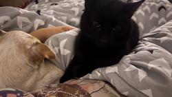 Lost Male Cat last seen regency park area, Jasmine Estates, FL 34668