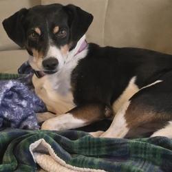 Shelter Stray Male Dog last seen FISHERS HILL AND OGLETHORPE, 4710 TX-151, San Antonio, TX 78227, USA
