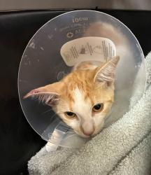 Shelter Stray Female Cat last seen , 130 Beyer Way, Chula Vista, CA 91911, USA