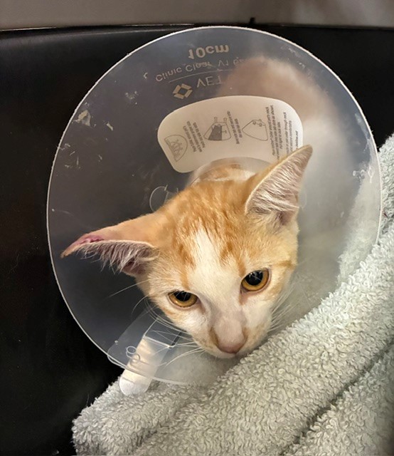 Shelter Stray Female Cat last seen , 130 Beyer Way, Chula Vista, CA 91911, USA