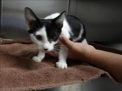 Shelter Stray Female Cat last seen , 11361 W Pico Blvd, Los Angeles, CA 90064, USA