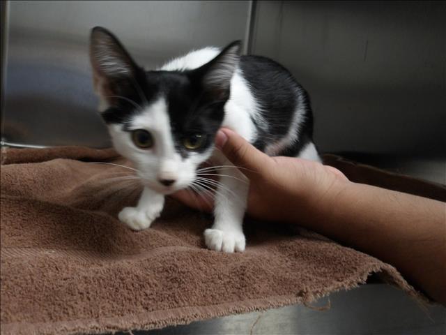 Shelter Stray Female Cat last seen , 11361 W Pico Blvd, Los Angeles, CA 90064, USA