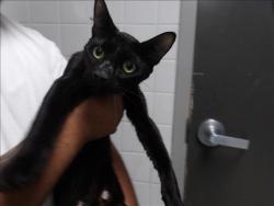 Shelter Stray Female Cat last seen , 11361 W Pico Blvd, Los Angeles, CA 90064, USA