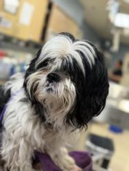 Shelter Stray Male Dog last seen Near BLOCK RUTLAND AVE, RIVERSIDE, CA 92503, 6851 Van Buren Boulevard, Jurupa Valley, CA 92509, USA