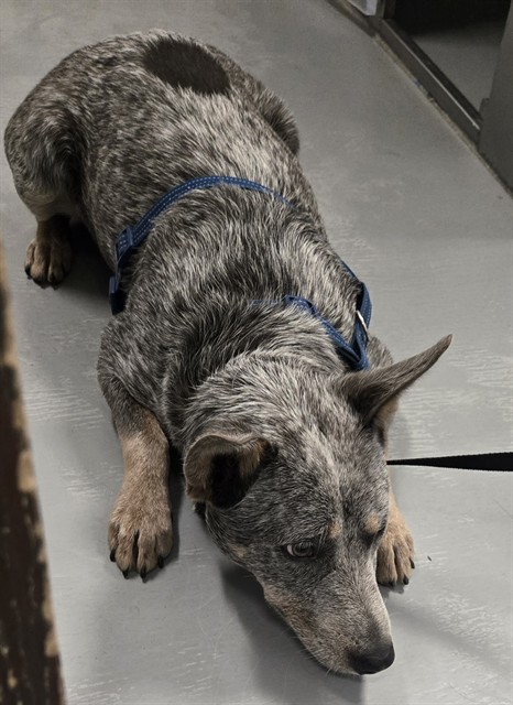 Shelter Stray Female Dog last seen HWY 58/ CAMONCHIE BAKERSFIELD, 201 S Mt Vernon Ave, Bakersfield, CA 93307, USA