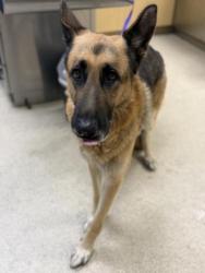 Shelter Stray Male Dog last seen Near BLOCK WYSOCKI LN, JURUPA VALLEY, CA, 6851 Van Buren Boulevard, Jurupa Valley, CA 92509, USA
