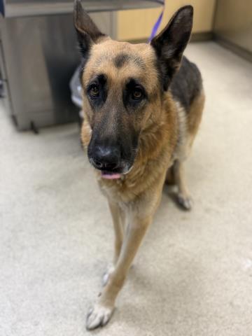 Shelter Stray Male Dog last seen Near BLOCK WYSOCKI LN, JURUPA VALLEY, CA, 6851 Van Buren Boulevard, Jurupa Valley, CA 92509, USA