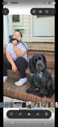 Lost Male Dog last seen Barnes Road, Price Road, Eden, NC 27288