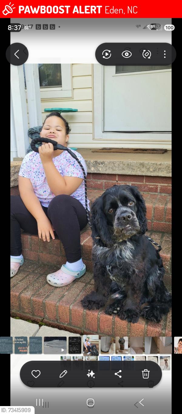 Lost Male Dog last seen Barnes Road, Price Road, Eden, NC 27288