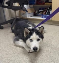 Shelter Stray Male Dog last seen CANYON CREST/ UNIVERSITY AVE, RIVERSIDE CA, 6851 Van Buren Boulevard, Jurupa Valley, CA 92509, USA