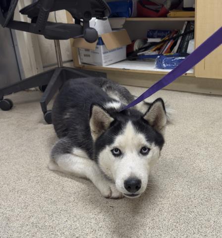 Shelter Stray Male Dog last seen CANYON CREST/ UNIVERSITY AVE, RIVERSIDE CA, 6851 Van Buren Boulevard, Jurupa Valley, CA 92509, USA