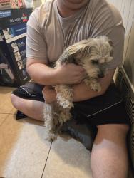 Found/Stray Unknown Dog last seen Kings manor in lake dallas, Lake Dallas, TX 75065