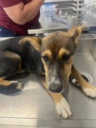Shelter Stray Female Dog last seen ALAMANCE COUNTY, 221 Stone Quarry Rd, Burlington, NC 27217, USA