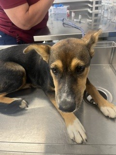 Shelter Stray Female Dog last seen ALAMANCE COUNTY, 221 Stone Quarry Rd, Burlington, NC 27217, USA