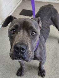 Shelter Stray Female Dog last seen , 333 Chandler Pl, San Bernardino, CA 92408, USA