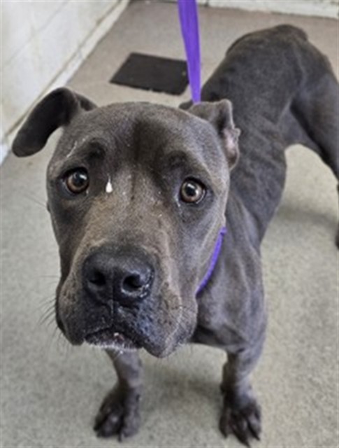 Shelter Stray Female Dog last seen , 333 Chandler Pl, San Bernardino, CA 92408, USA