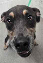 Shelter Stray Male Dog last seen Near BLOCK N. EUCALYPTUS AVE., 333 Chandler Pl, San Bernardino, CA 92408, USA