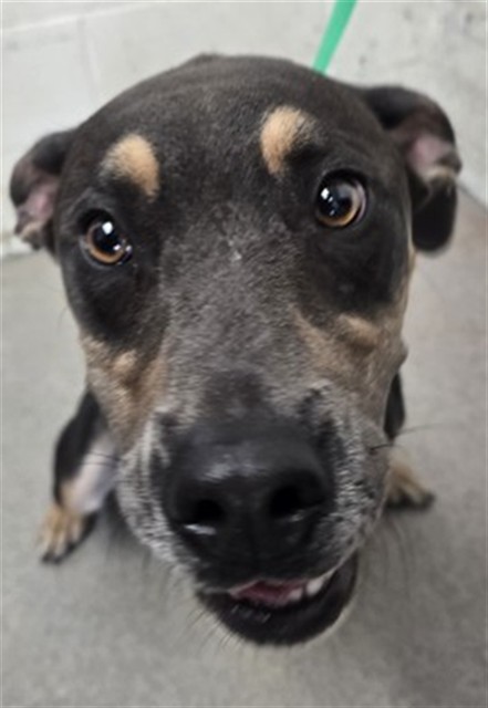 Shelter Stray Male Dog last seen Near BLOCK N. EUCALYPTUS AVE., 333 Chandler Pl, San Bernardino, CA 92408, USA
